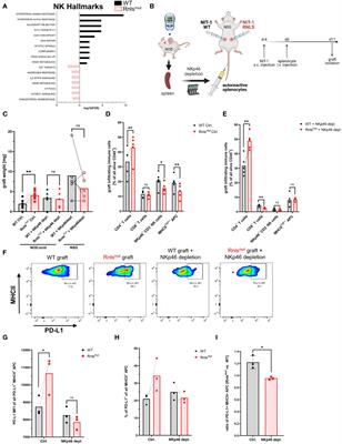 Beta cells deficient for Renalase counteract autoimmunity by shaping natural killer cell activity